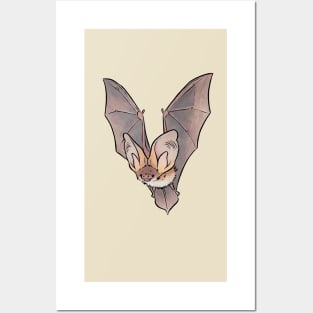 Grey long-eared bat Posters and Art